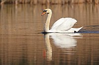 Hoeckerschwan auf Gewaesser