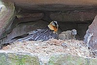 Bartgeier u Kuecken im Horst