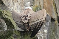 Gaensegeier in Felswand