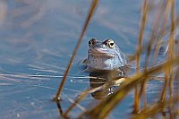 Moorfrosch auf Wasseroberflaec