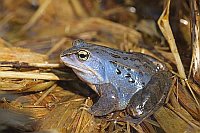 Moorfrosch Maennchen sonnend