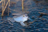 Moorfrosch mit Froschlaich