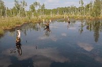 Hochmoor abgest Birken im Wass