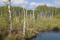 Hochmoor Birken Wollgras Wasse