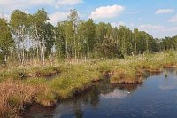 Hochmoor Gewaesser Birkenwald