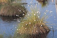 Wollgras Scheidiges Bulte