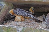 Bartgeier Paar mit Kuecken