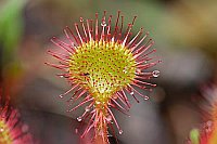 Sonnentau Rundblaettriger