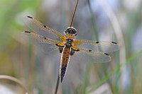 Vierfleck Libelle auf Grashalm