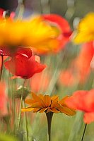 Blumen gelb rot aquarellartig