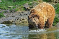 Braunbaerin am Teich
