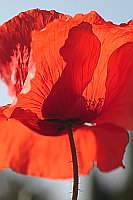 Klatschmohn im Gegenlicht HF