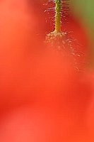 Klatschmohn Knospe verhuellt