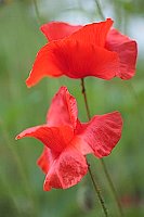 Klatschmohn 2 B uebereinander