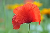 Klatschmohn Bluete duftig