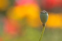 Klatschmohn Fruchstand farb HG