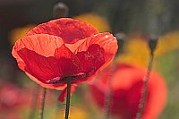 Klatschmohn 2 im Gegenlicht