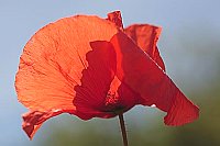 Klatschmohn Bluete blau Himmel