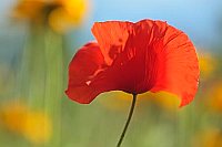 Klatschmohn Bluete verwisch HG