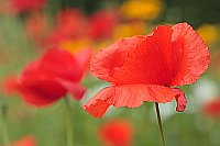 Klatschmohn in Blumenwiese