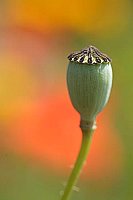 Klatschmohn Kapsel HF