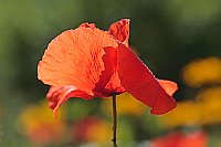 Klatschmohn vor Farbtupfer