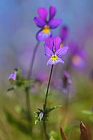 Hornveilchen 2 Blueten HF