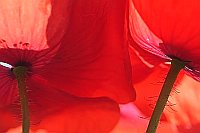 Klatschmohn Blueten 2 Aquarell