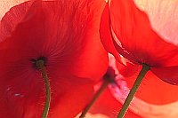 Klatschmohn Blueten 3 Aquarell