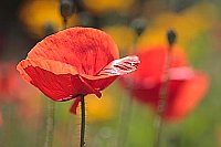 Klatschmohn bunter HG