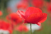 Klatschmohn simply red