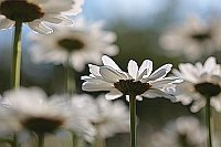 Margeriten im Gegenlicht