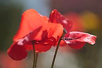 Klatschmohn 3 farbiger HG
