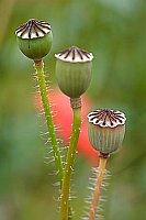 Klatschmohn 3 Kapseln HF