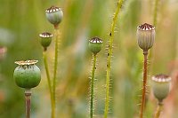 Klatschmohn Kapseln