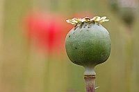 Klatschmohn Kapsel gruen