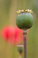 Mohn Kapsel roter HG