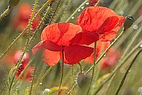Klatschmohn nach dem Regen