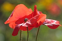 Klatschmohn Stempel farbiger H