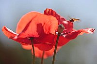 Klatschmohn Stempel Insekt