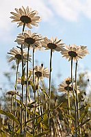 Margeriten gegen Himmel