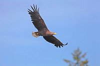 Seeadler ueber Baumkrone