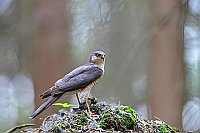 Sperber am Rupfplatz