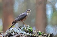 Sperber Maennchen mit Beute