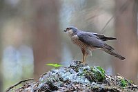 Sperber Maennchen Rupfplatz