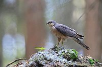 Sperber mit Beute Rupfplatz