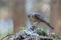 Sperber sich kratzend Rupfplat