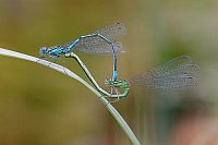 Hufeisen Azurjungfer Paarung