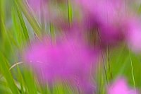 Lila Bluetentupfer im Gras