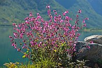 Pechnelken am Seeufer